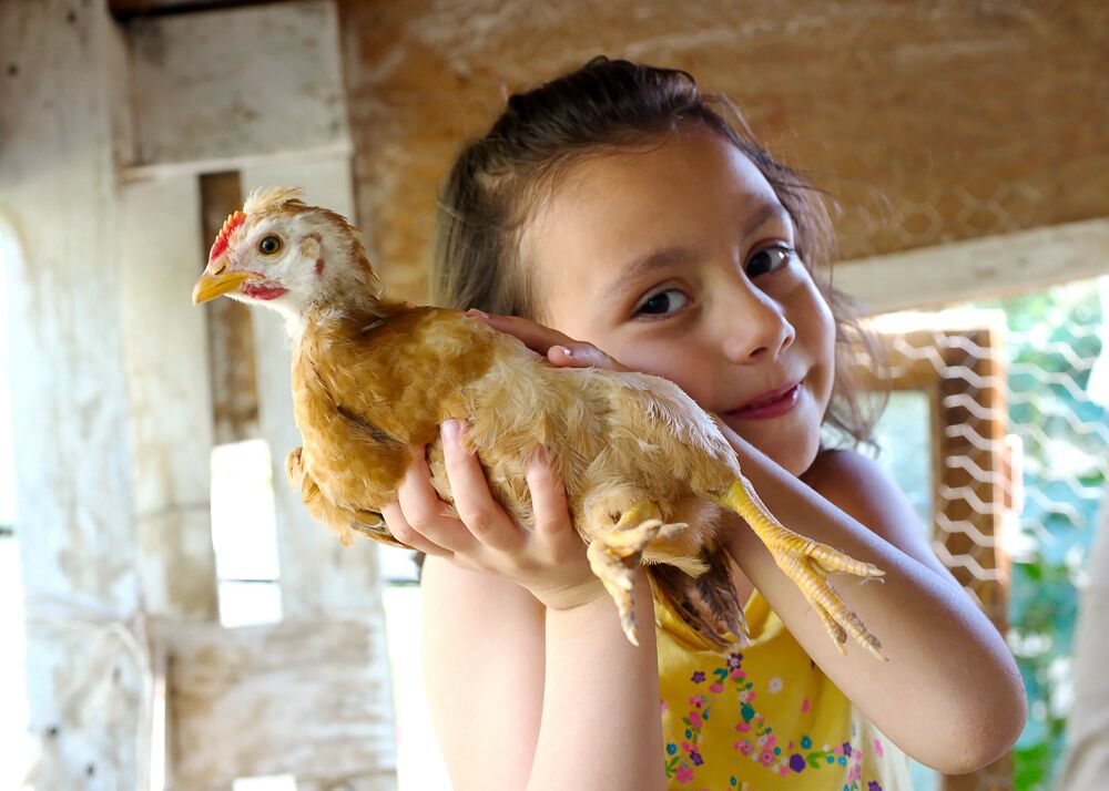 Extremely Rare Chicken Breeds, Best Kids Chicken Coops